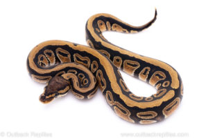 Africa import ball python for sale