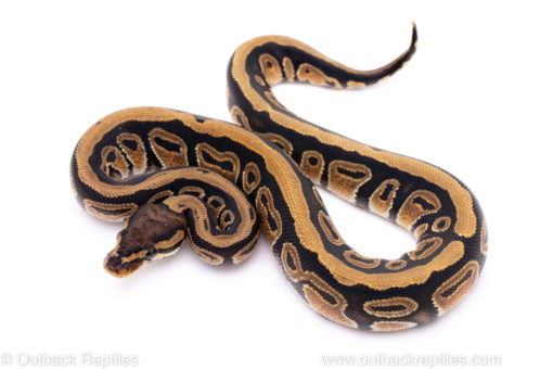 Africa import ball python for sale