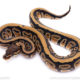 Africa import ball python for sale