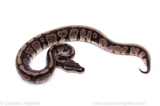 Africa import ball python for sale