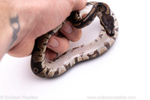 Africa import ball python for sale