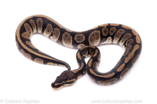 Africa import ball python for sale