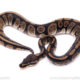 Africa import ball python for sale