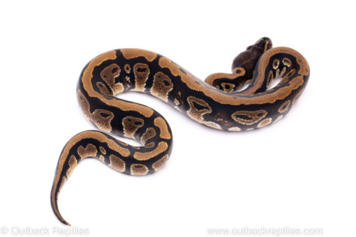 Africa import ball python for sale