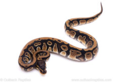 Africa import ball python for sale