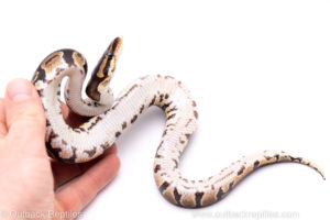 Africa import ball python for sale
