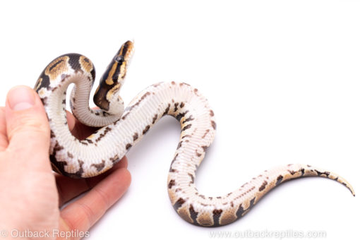 Africa import ball python for sale