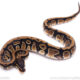 Africa import ball python for sale