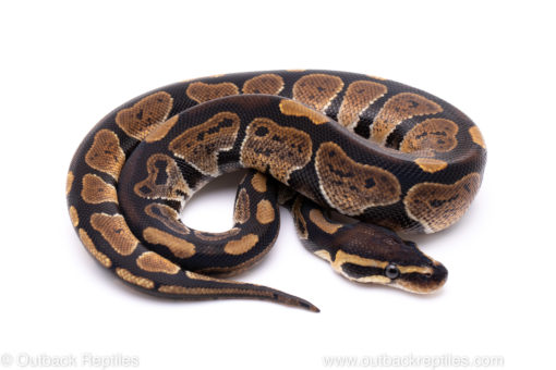 Africa import ball python for sale