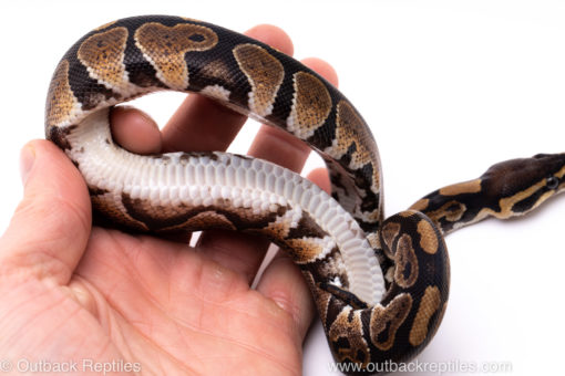 Africa import ball python for sale
