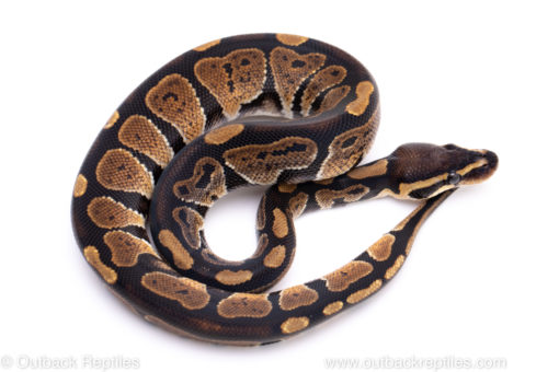 Africa import ball python for sale