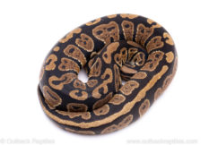 Africa import ball python for sale