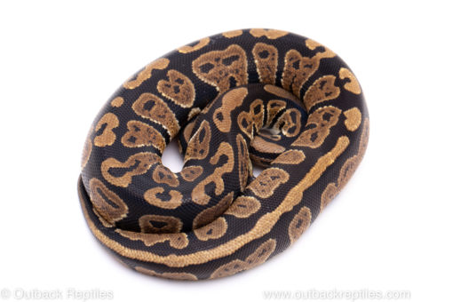 Africa import ball python for sale