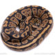 Africa import ball python for sale