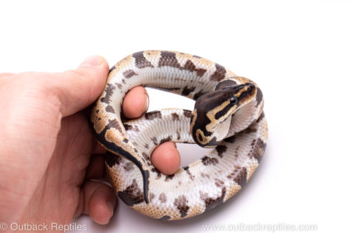 Africa import ball python for sale