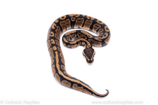 Africa import ball python for sale