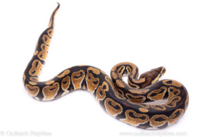 Africa import ball python for sale