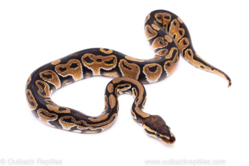 Africa import ball python for sale