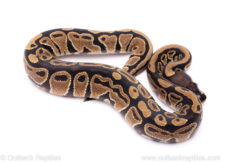 Africa import ball python for sale