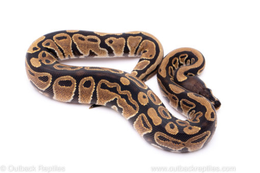 Africa import ball python for sale
