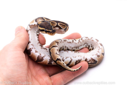 Africa import ball python for sale