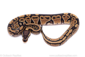 Africa import ball python for sale
