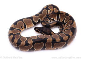 Africa import ball python for sale
