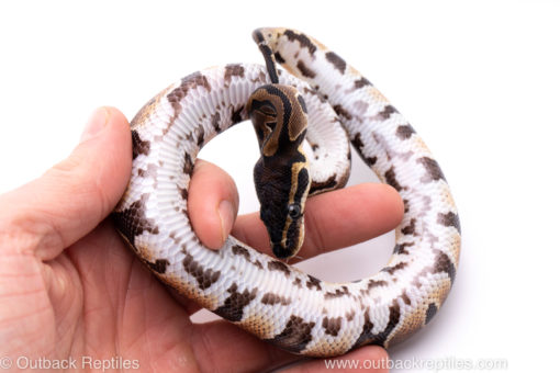 Africa import ball python for sale