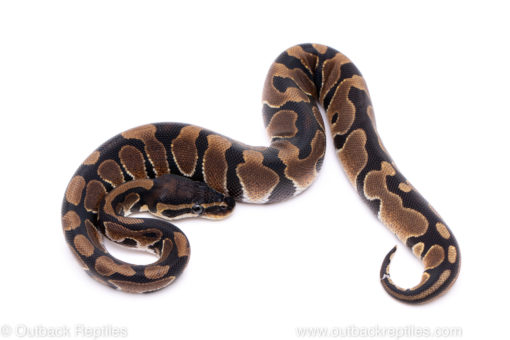 Africa import ball python for sale