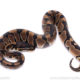 Africa import ball python for sale