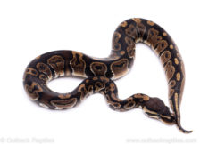 Africa import ball python for sale