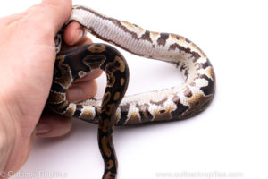Africa import ball python for sale