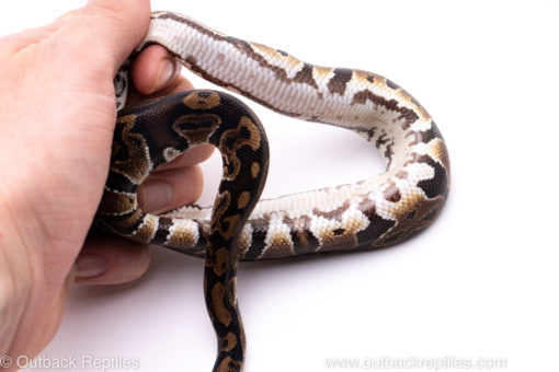 Africa import ball python for sale