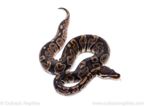 Africa import ball python for sale