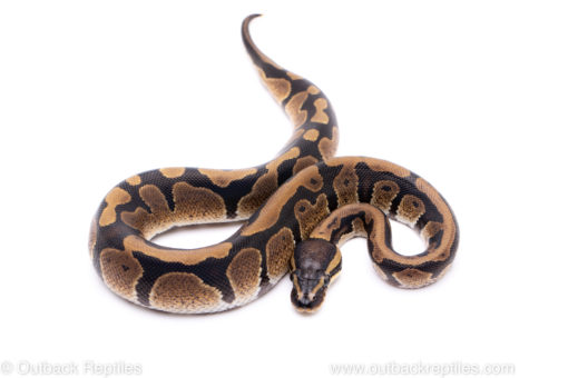 Africa import ball python for sale