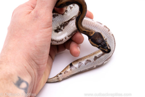 Africa import ball python for sale