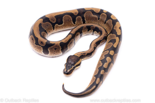 Africa import ball python for sale
