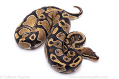 Cypress ball python for sale