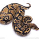 Cypress ball python for sale