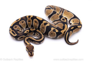 ball python for sale
