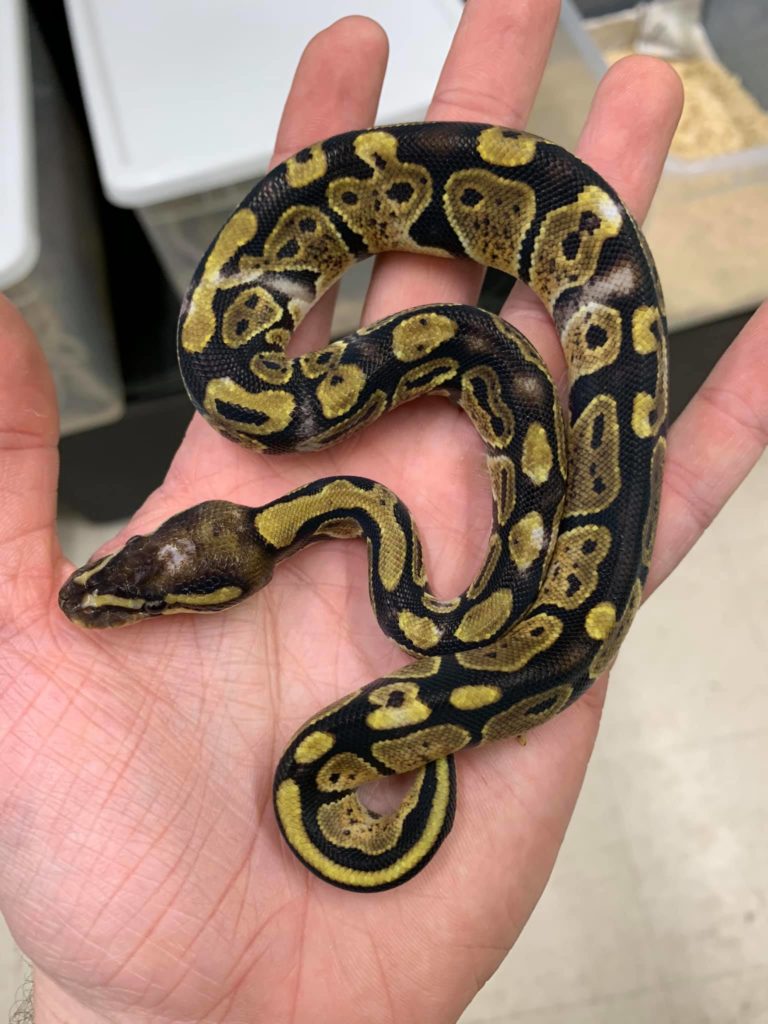 Paradox import ball python