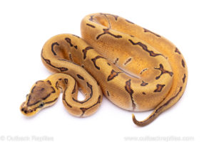 Enchi Pinstripe Orange Dream poss Double het. Clown/Pied ball python for sale