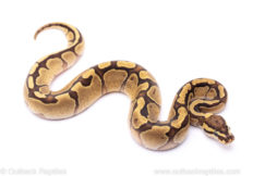 Enchi Fire het pied ball python for sale