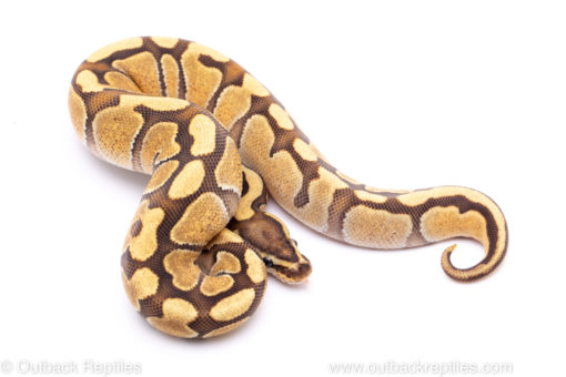 enchi fire het pied ball python for sale