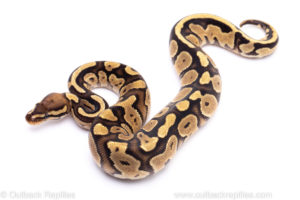 Fire or Vanilla het pied ball python for sale