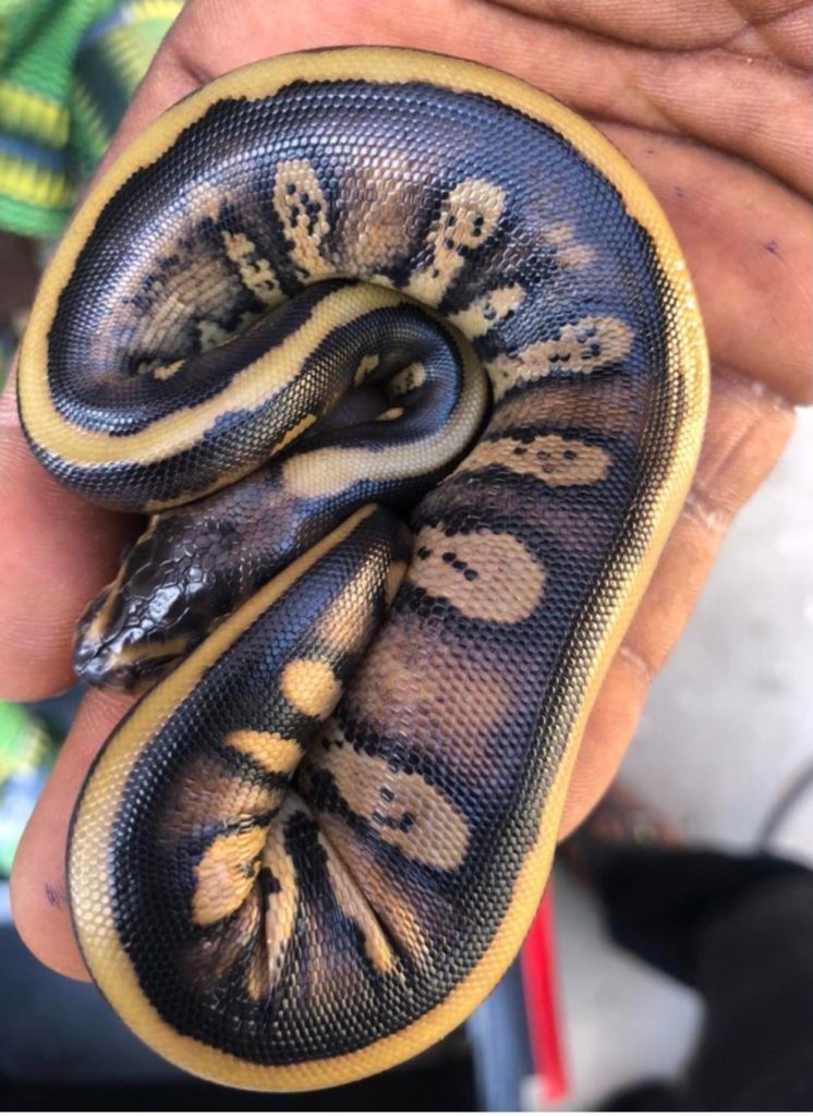 Africa Import Ball Python from Ghana