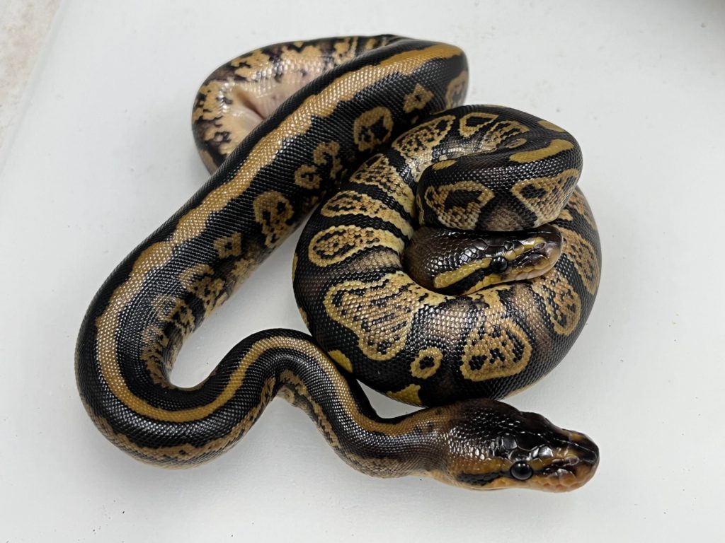 African import ball pythons