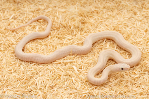 Blue eyed lucy texas ratsnake for sale