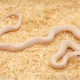 Blue eyed lucy texas ratsnake for sale