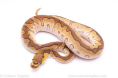 Mojave enchi clown ball python for sale